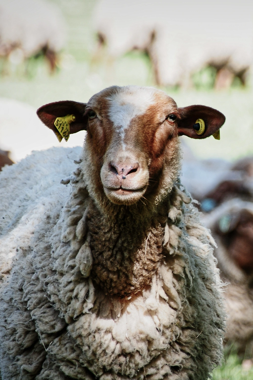 Transhumance en Cévennes